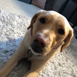 Meet your Posher, Darian